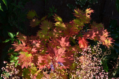 Acer_shirasawanum-Aureum.21-1.jpg