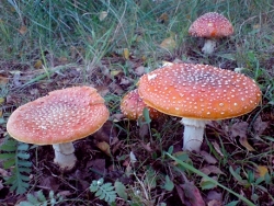 Fliegenpilz2.jpg