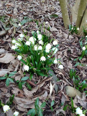 Leucojum