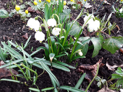 Leucojum