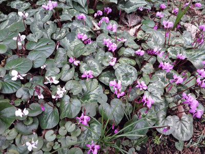 Cyclamen coum