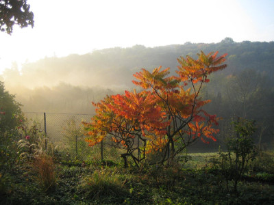Rhus_typhina1025.jpg