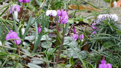 Cyclamen coum