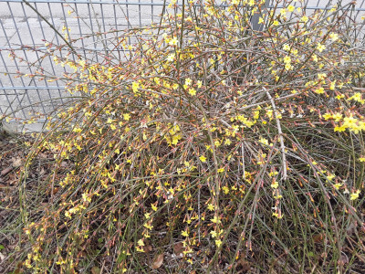 Winterjasmin