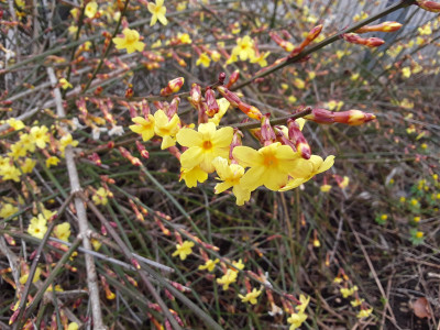 Winterjasmin