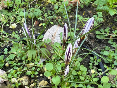Crocus biflorus