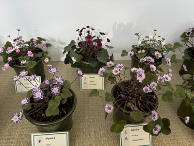 IMG_3580.jpeg