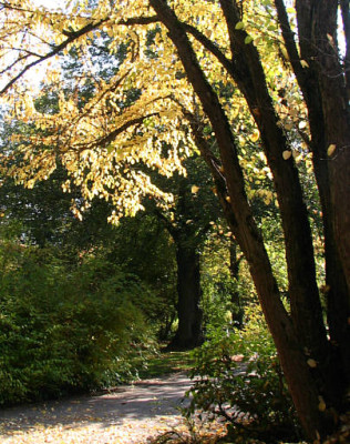 Cerdidiphyllum_japonicum_herbst_kl.jpg