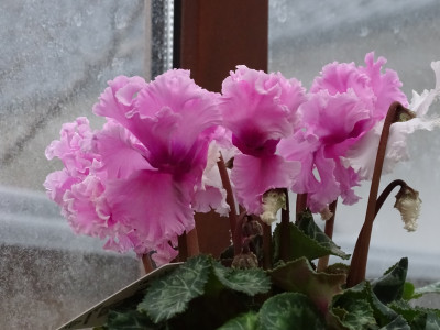 DSC07231.JPG