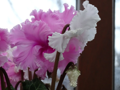 DSC07233.JPG