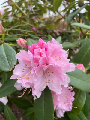 Rhododendron Christmas Cheer 2025.jpg