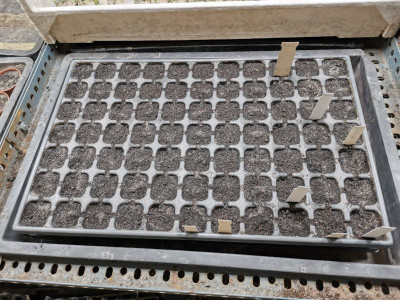 Tomaten 20250301.jpeg