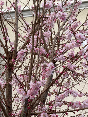 IMG_7331.jpeg