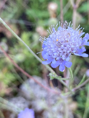 Scabiosa triandra dipsacacea (1).JPG