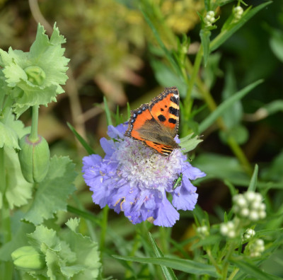 Scabiosa-Stäfa-17-1.jpg