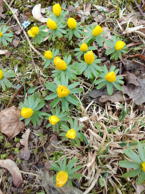 Eranthis