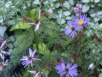 Aster Twilight (1).JPG