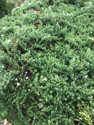 aster pansos ´Snowflurry´.JPG