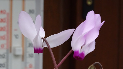 DSC07376.JPG