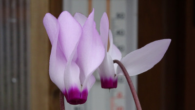 DSC07377.JPG