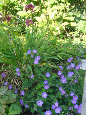 Geranium-Rozanne.JPG