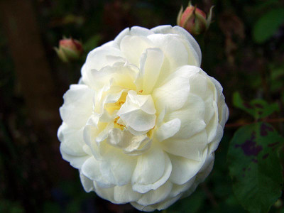 100_5664PerledesNeiges800.jpg