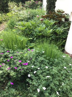 Geranium sang, Paeonia, Ligularia, Molinia, Taxus, .JPG