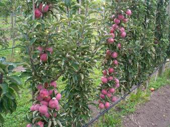 Saulenapfel_Pompink.jpg