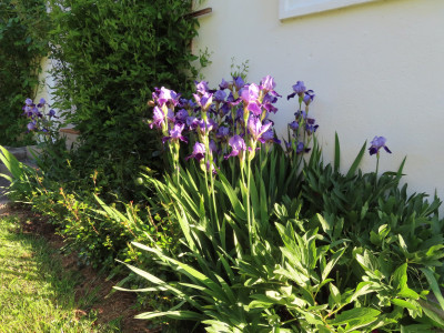 irisblau.JPG
