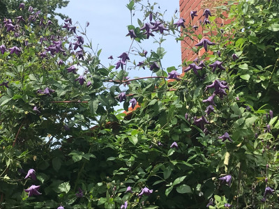 Clematis vertic. KGA (1).JPG