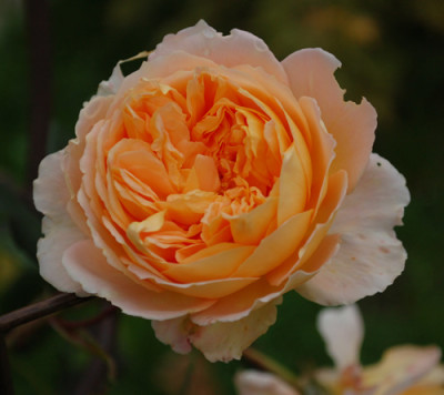 Crown_Princess_Margareta_0010___40212.jpg
