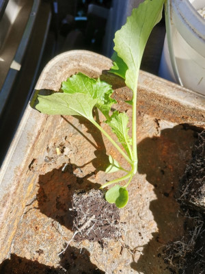 Cima di rapa Jungpflanze.jpeg