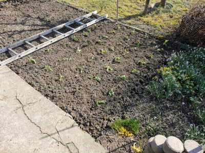 Cima di rapa 20250302.jpeg
