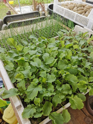 Cima di rapa Jungpflanzenkiste.jpeg