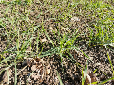 Winterdurum 20250302.jpeg