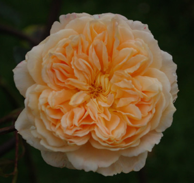 Crown_Princess_Margareta_0011__40213.jpg