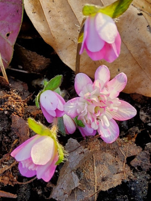 Hepatica Härtl 2025.jpg