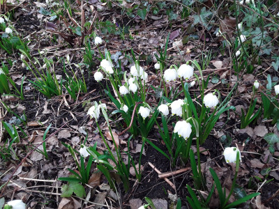Leucojum vernum