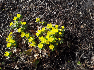 Eranthis hyemalis