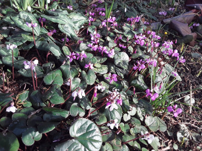Cyclamen coum