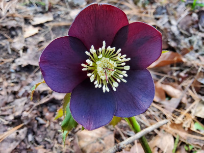 Helleborus Manfred.jpg