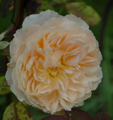 Crown_Princess_Margareta_0012__40214.jpg
