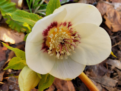 Helleborus 90-e-02x.jpg