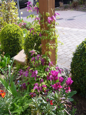 Clematis-alpina-12-2.JPG