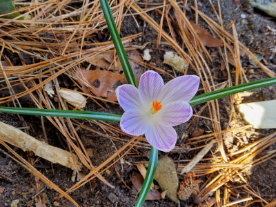 Crocus violett gestreift (Luz) 2.jpg