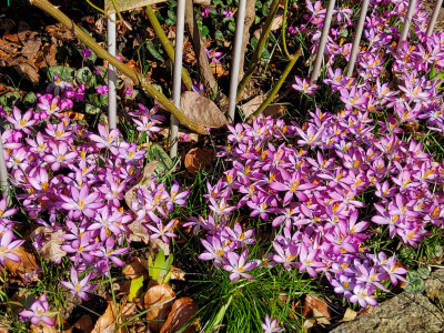 Crocus Rubinetta und Sämlinge.jpg
