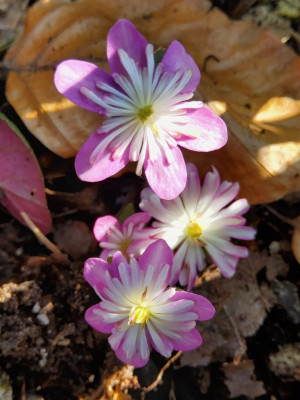 Hepatica Härtl 2025 2.jpg