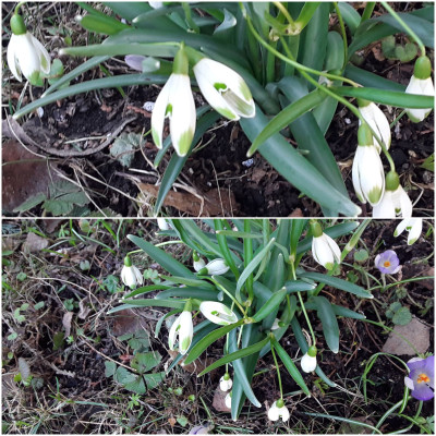Galanthus  ???