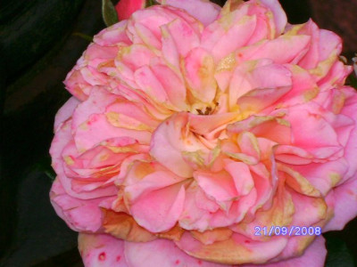 unbekannte_Kletterrose2_640x480.jpg