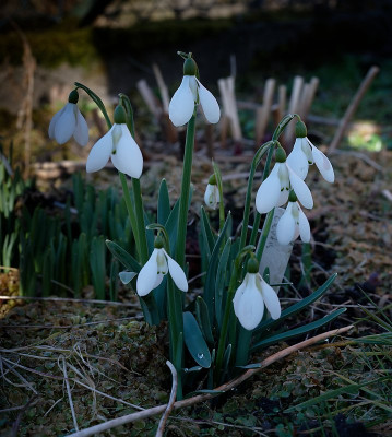 DSC_9510_DxO.jpg
